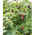 Individuel Quick Freezin-IQF Organic Blackberry Zl-1011